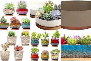 Top 5 Succulent Planters: The Ultimate Guide