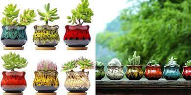 Ceramic Succulent Planters with Drainage: 6-Piece Set
