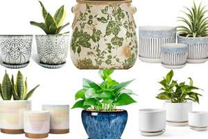 5 Stunning Ceramic Planters for Your Home