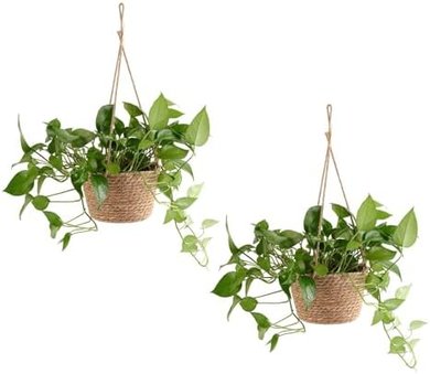 Woven Seagrass Hanging Planter Basket (2-pack, with liner)
