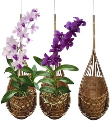 Thai Bamboo Orchid Hanging Baskets (4", Set of 3)